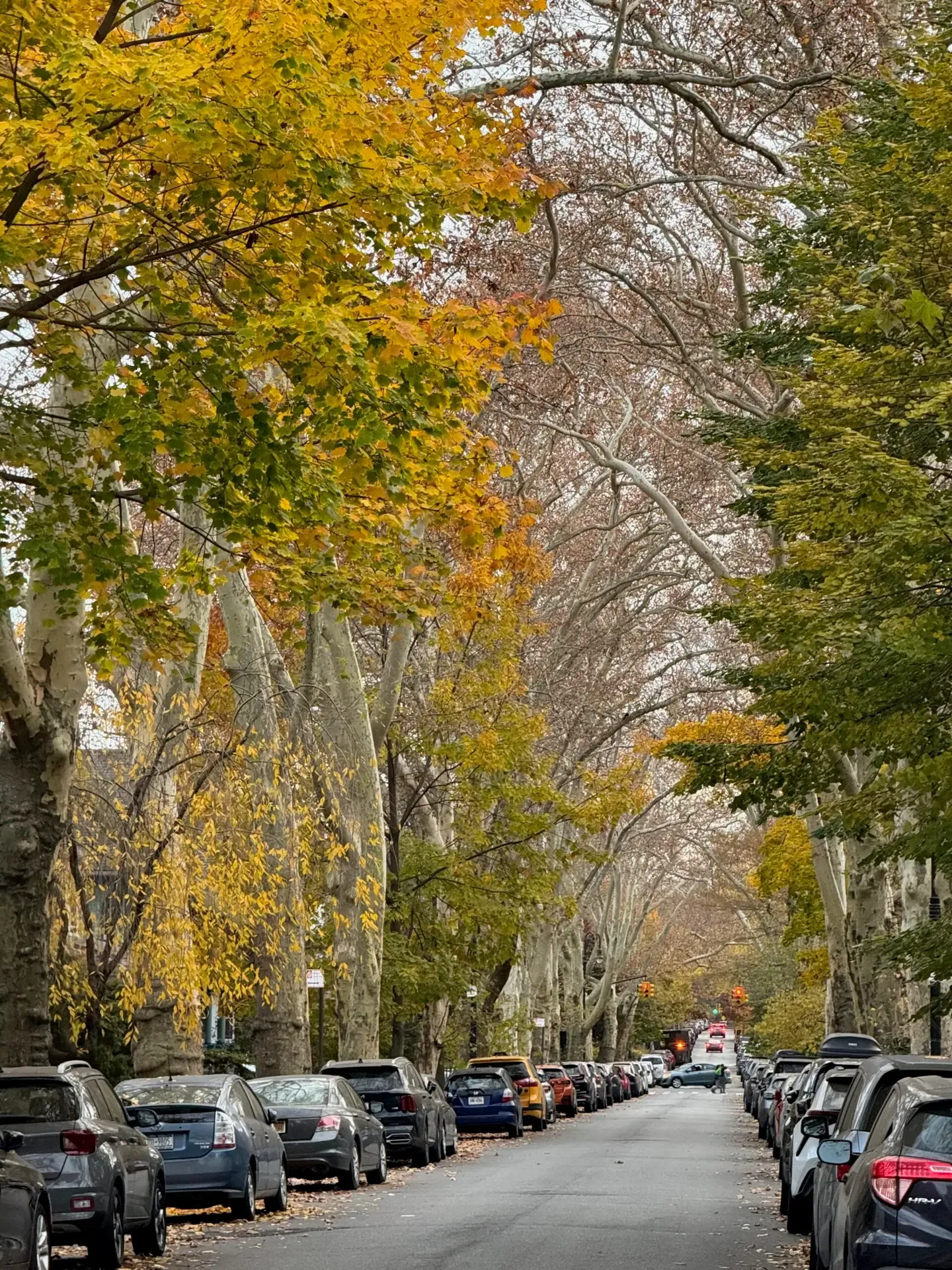 A long tunnel of yellow autumn leaves over a DPWNA street